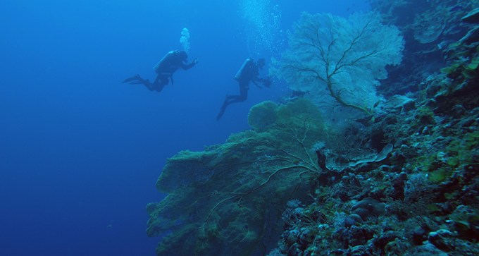 divers in a deep reef near Australia