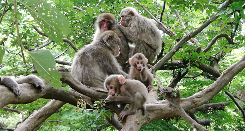 Japanese macaques