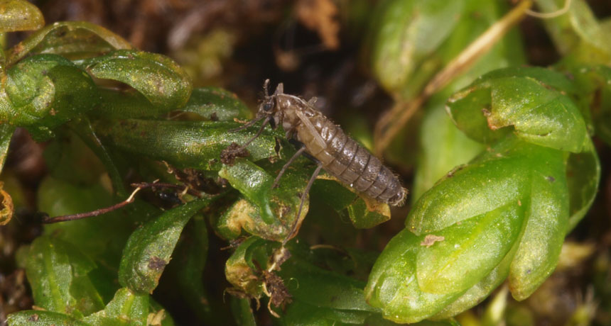 a photo of a flightless midge