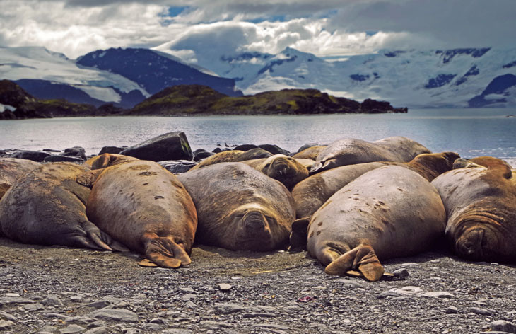 a photo of a line of seals basking on an Alaskan beach