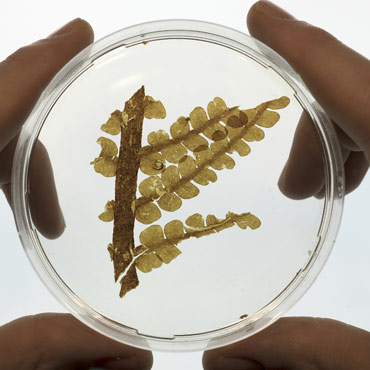fossil plant in petri dish