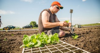 tobacco farmer