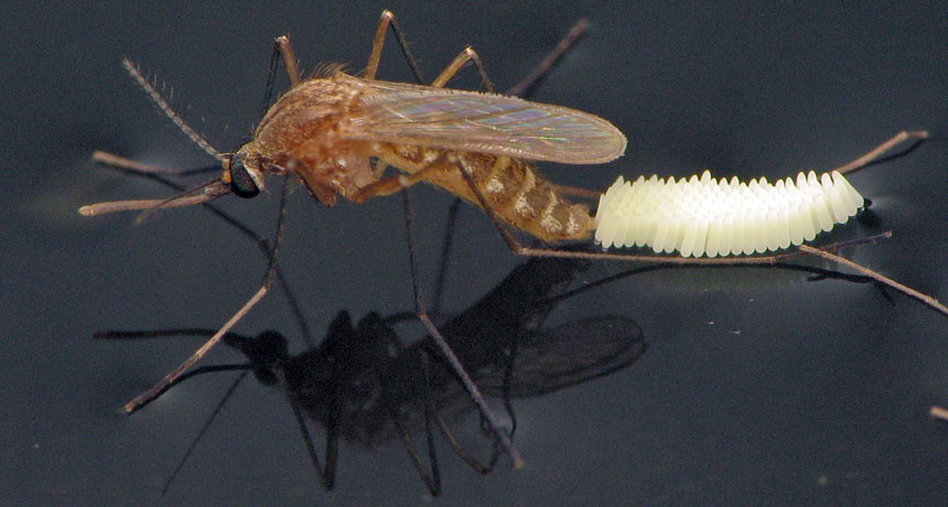 Culex quinquefasciatus mosquito