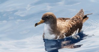 floating shearwater bird