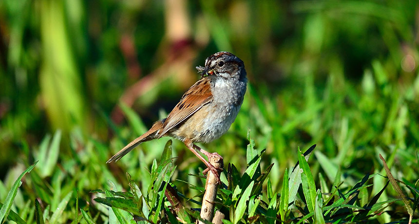 swamp sparrow