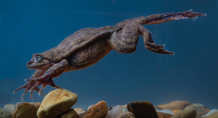 a photo of a Sehuencas water frog leaping