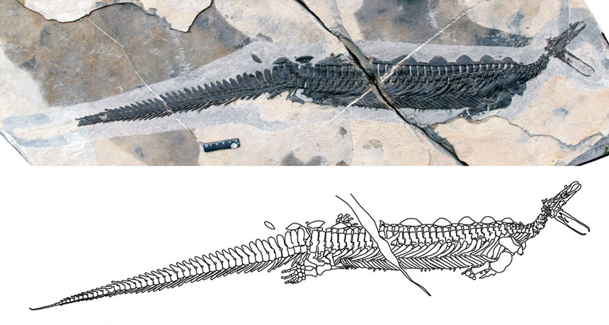 ancient marine reptile