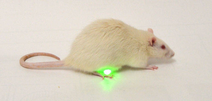 lab rat with optogenetic sensor