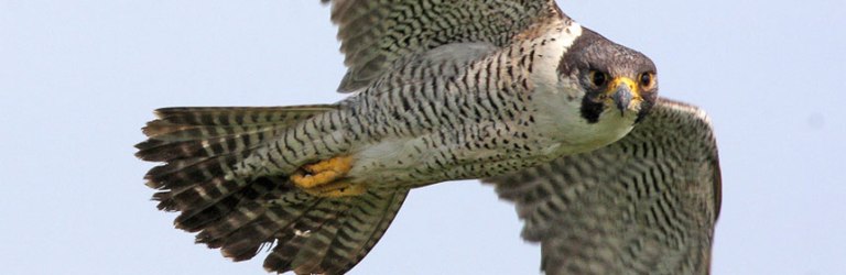 peregrine falcon
