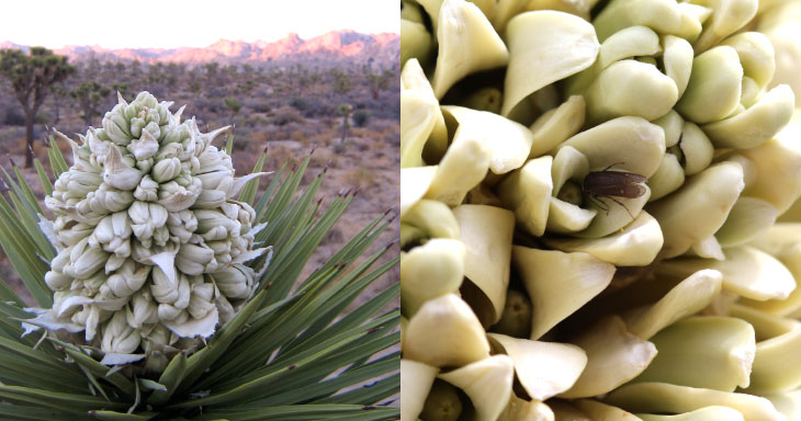 Tegeticula antithetica moth