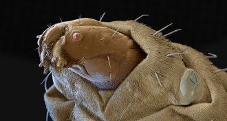 black soldier fly larva