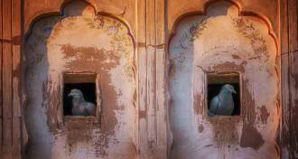 two pigeons, each sitting in a cubbyhole