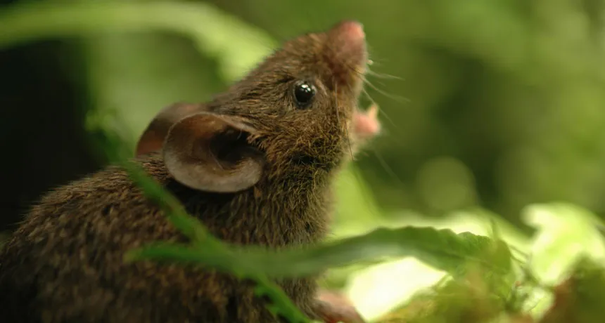 Alston’s singing mouse