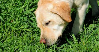 dog sniffing grass