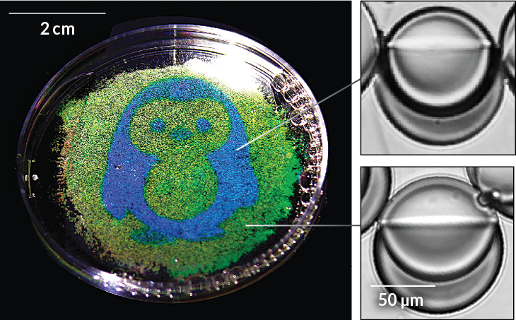 a photo of a penguin made from two types of oil droplets