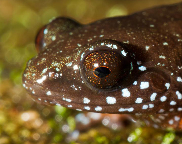 starry dwarf frog