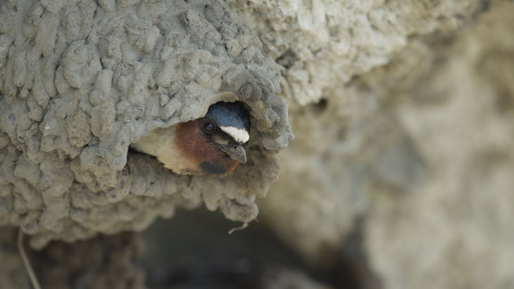 cliff swallow