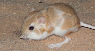 Kangaroo rat