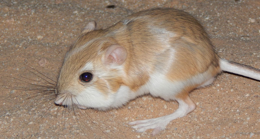 Kangaroo rat