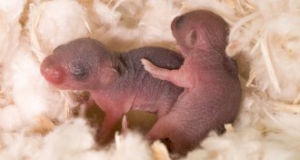 newborn mice