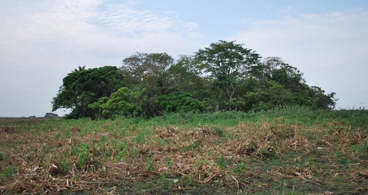 Bolivian forest patch