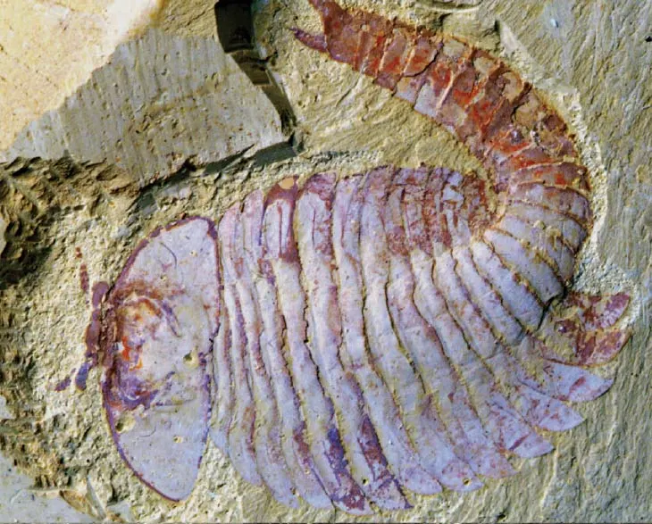 Fuxianhuia fossil