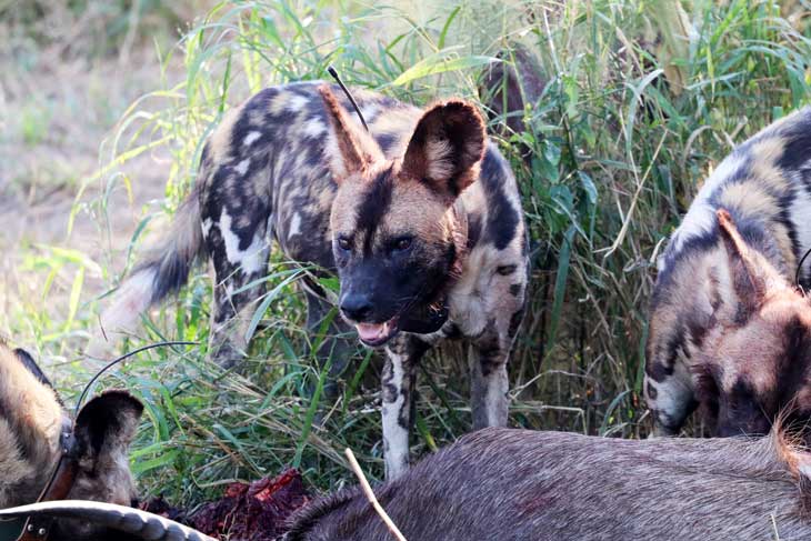 African wild dogs