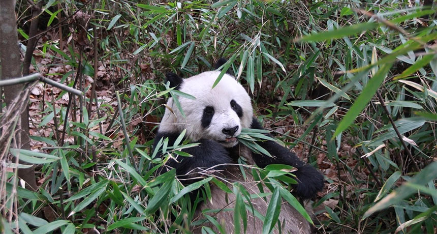 panda eating bamboo