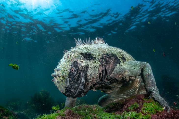marine iguana