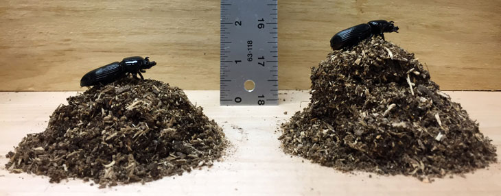 horned passalus beetle