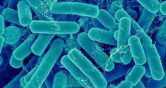 gut bacteria