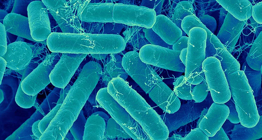 gut bacteria
