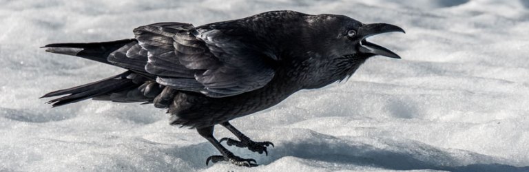 raven
