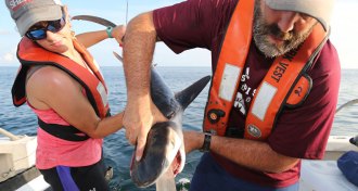 ecologists with tiger sharks