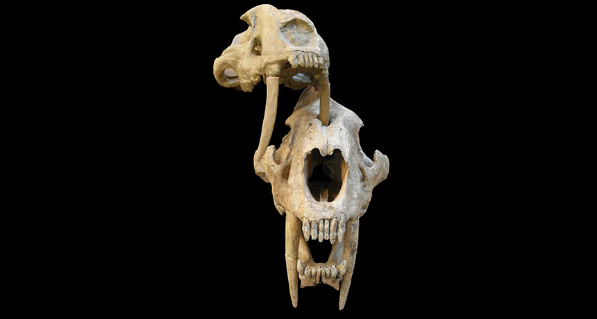 saber-toothed cat skulls