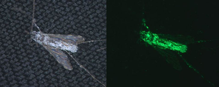 engineered mosquito fungus