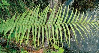Pteris vittata ferns