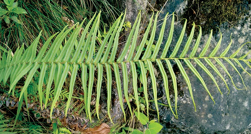 Pteris vittata ferns