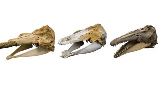 beluga, hybrid and narwhal skulls