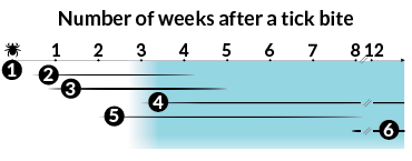 lyme disease testing