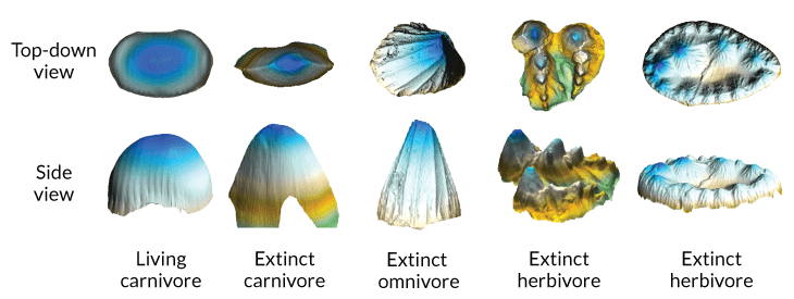 scans of crocodile teeth