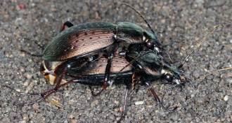 beetles