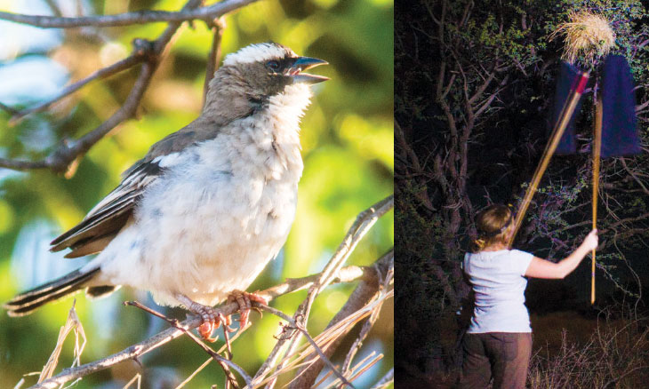 white-browed sparrow weavers