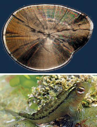 common triplefin fish