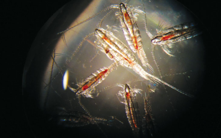 zooplankton