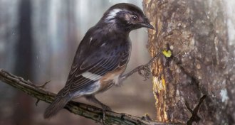 Elektorornis chenguangi