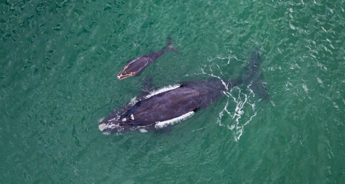 right whales