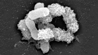 Akkermansia bacteria