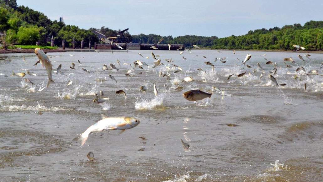Asian carp jumping