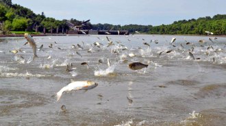 Asian carp jumping